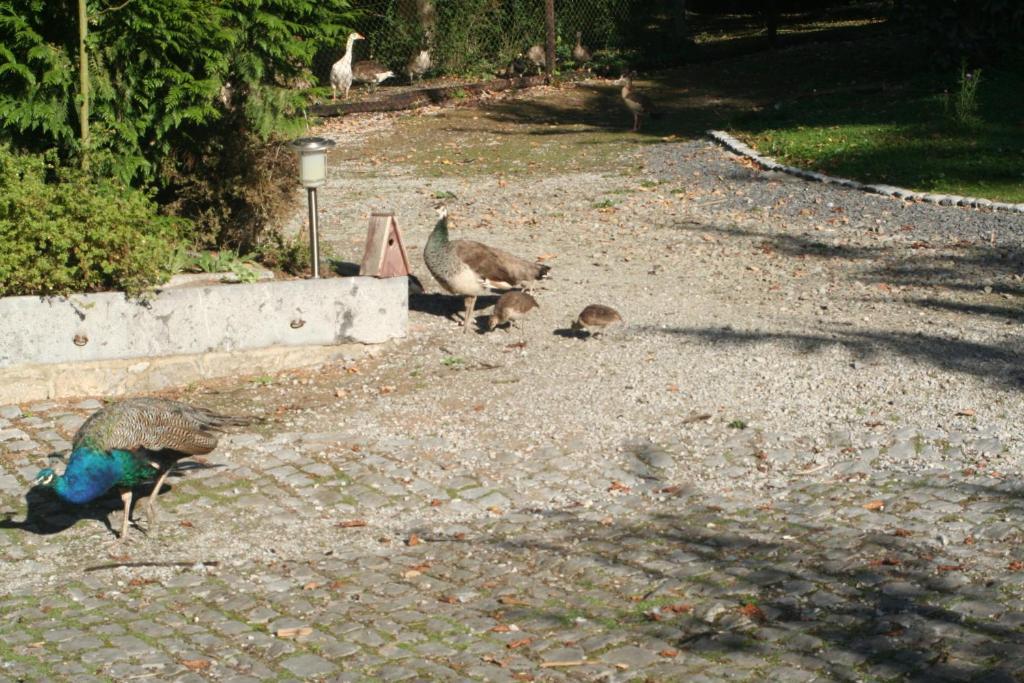Hotel Tromcourt Couvin Esterno foto